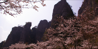 仙の岩の桜