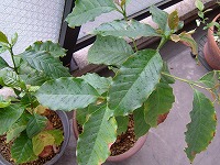 20060413.jpg (18709 oCg)