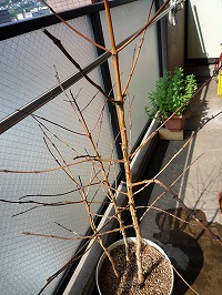 20080315.jpg (32310 oCg)