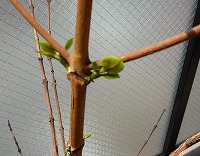 20080413.jpg (15531 oCg)