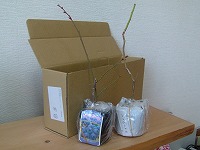 20040306.jpg (10207 oCg)