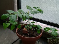 20040606.jpg (15232 oCg)