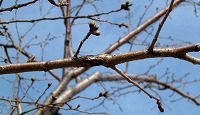 20050321_2.jpg (14173 oCg)