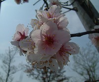 20050411.jpg (12793 oCg)