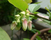 20050415_b.jpg (11756 oCg)