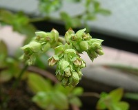 20050427_j.jpg (11075 oCg)