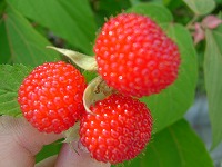 20050515_1.jpg (13748 oCg)