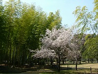 20060325_1.jpg (18844 oCg)