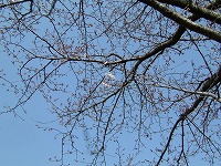 20060325_2.jpg (21659 oCg)