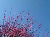 20070215_1.jpg (14112 oCg)