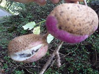 20081009.jpg (18530 oCg)