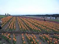 20090411_1.jpg (16165 oCg)