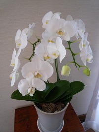 20090602.jpg (18327 oCg)