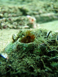 20090822_2.jpg (26895 oCg)