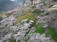 20100327_5.jpg (19478 oCg)