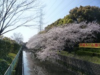 20100403.jpg (18123 oCg)