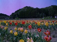 20110420_2.jpg (17186 oCg)