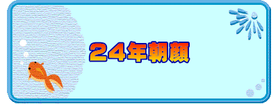 24年朝顔