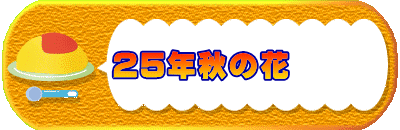 25年秋の花