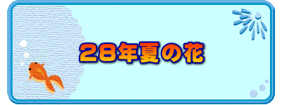 28年夏の花 