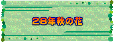 28年秋の花
