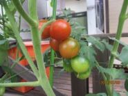 tomato3.jpg(7596 byte)